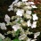 Hydrangea paniculata 'Tardiva'.jpg